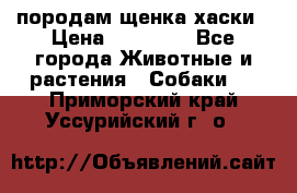 породам щенка хаски › Цена ­ 10 000 - Все города Животные и растения » Собаки   . Приморский край,Уссурийский г. о. 